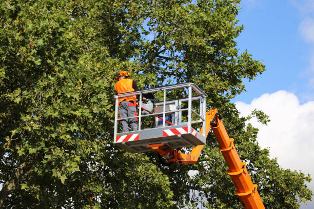 How Our Tree Care Process Works  in  Green River, WY